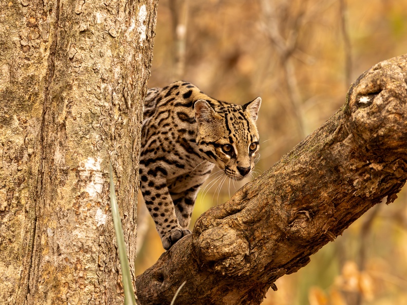 ocelot climbing a branch