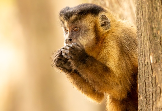 Tufted capuchin monkey