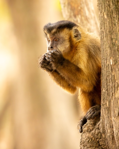 Tufted capuchin monkey.jpg