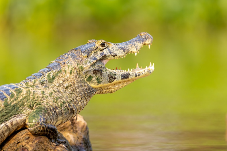 Cayman on the river.jpg