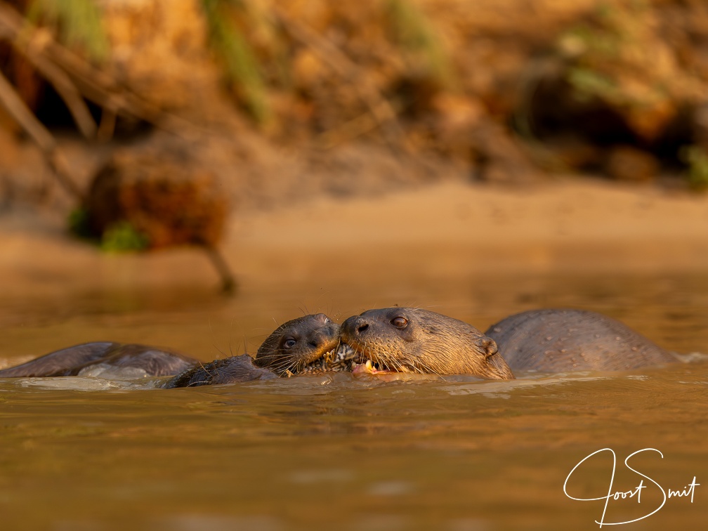 Giant otters sharing a meal