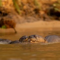 Giant otters sharing a meal