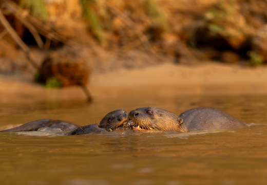 Giant otters sharing a meal