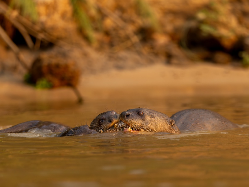 Giant otters sharing a meal