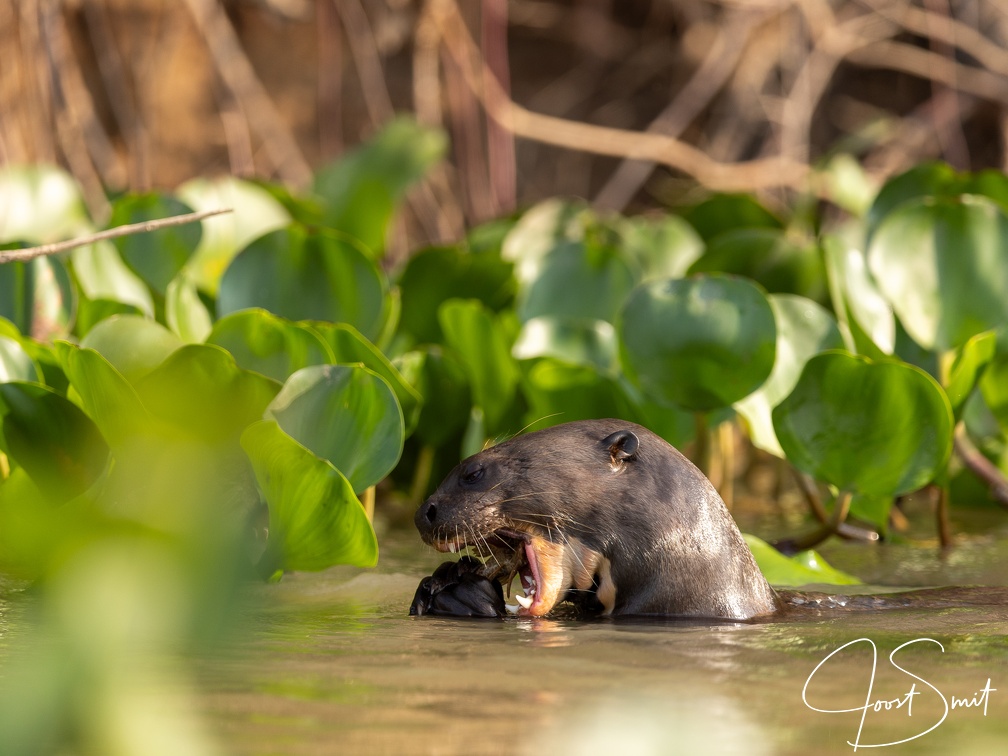 Giant river otter