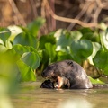 Giant river otter