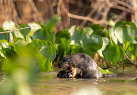 Giant river otter