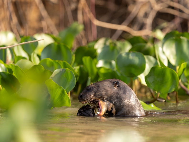 Giant river otter