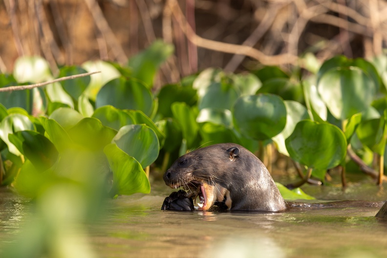 Giant river otter.jpg