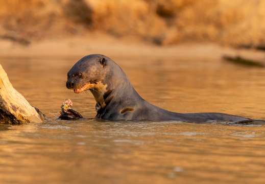 Giant river otter munching on a fish