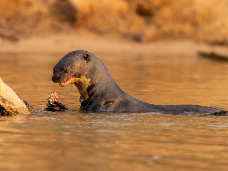 Giant river otter munching on a fish