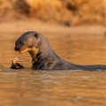 Giant river otter munching on a fish.jpg