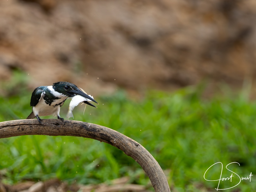 Green kingfisher