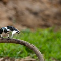 Green kingfisher