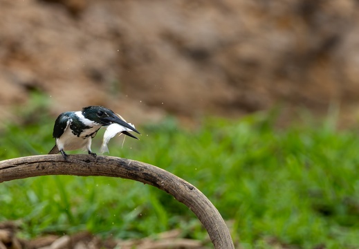 Green kingfisher