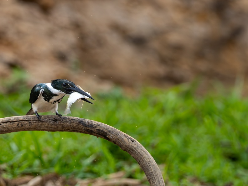 Green kingfisher