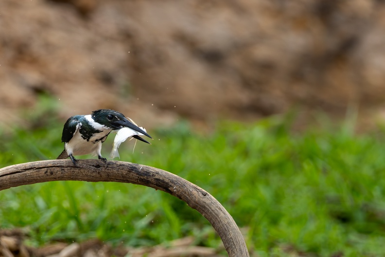 Green kingfisher.jpg