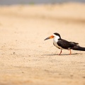 Black skimmer on the sand