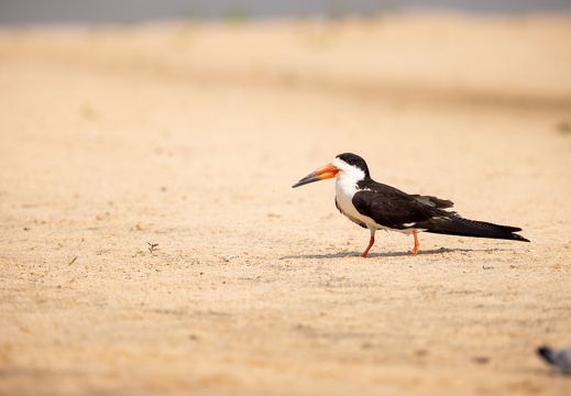 Black skimmer on the sand