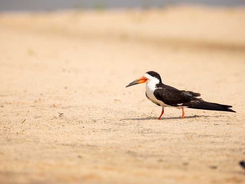 Black skimmer on the sand