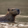 Capybara closeup