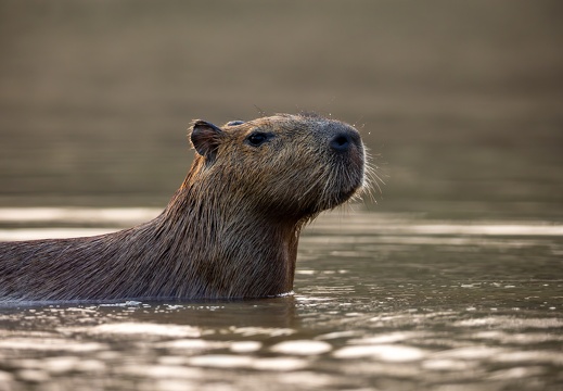 Capybara closeup