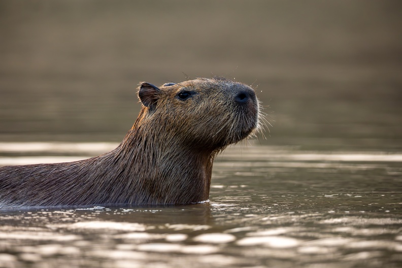 Capybara closeup.jpg