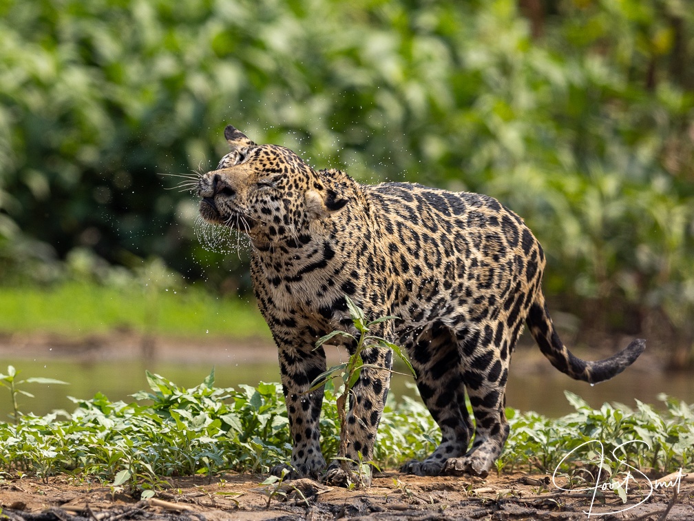 Jaguar shaking water off