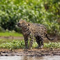 Jaguar shaking water off