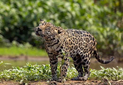 Jaguar shaking water off