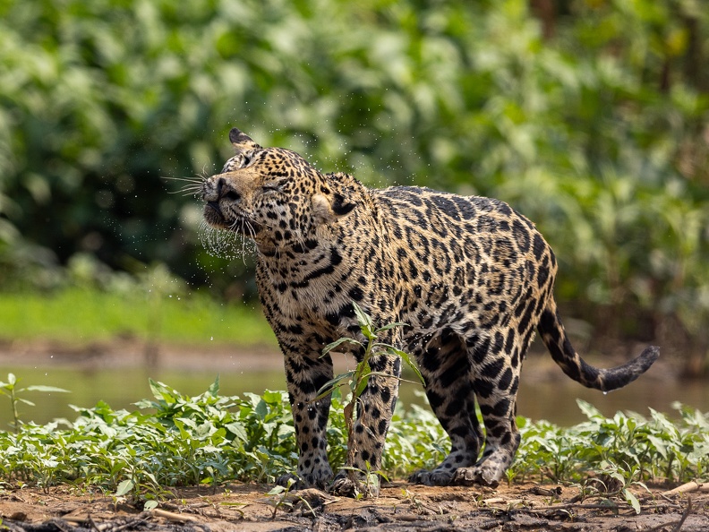 Jaguar shaking water off