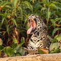 Yawning Jaguar