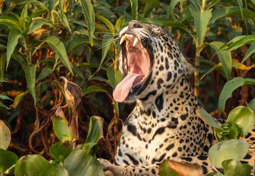 Yawning Jaguar