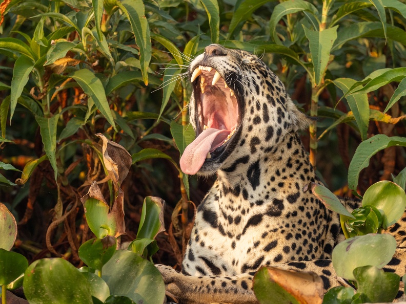 Yawning Jaguar