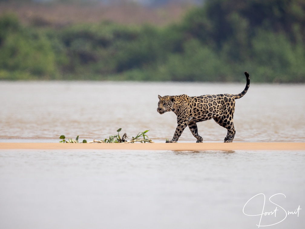 Jaguar crossing the river