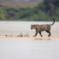 Jaguar crossing the river