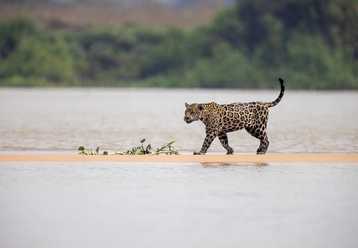 Jaguar crossing the river