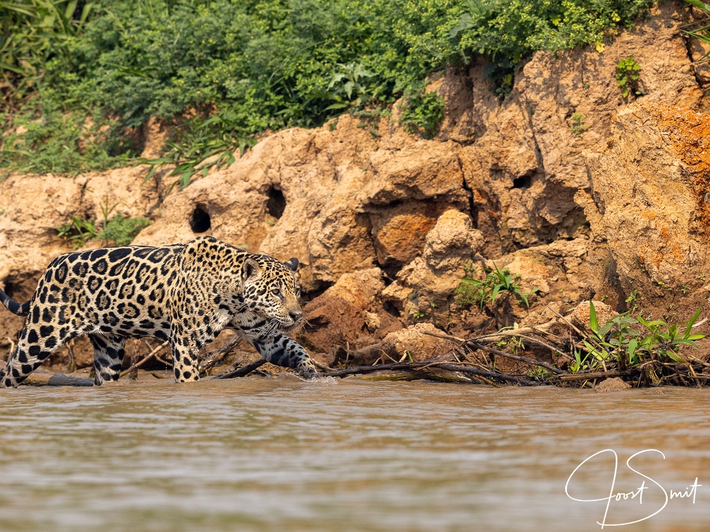 Jaguar hunting near the water's edge