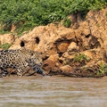 Jaguar hunting near the water's edge