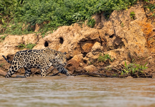 Jaguar hunting near the water's edge