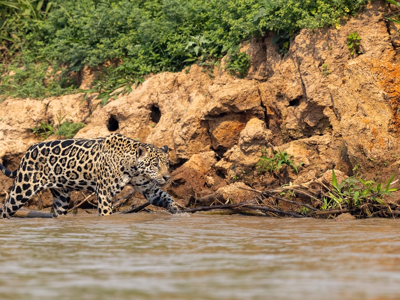 Jaguar hunting near the water's edge