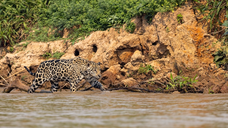 Jaguar hunting near the water's edge.jpg