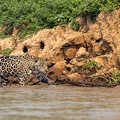 Jaguar hunting near the water's edge.jpg