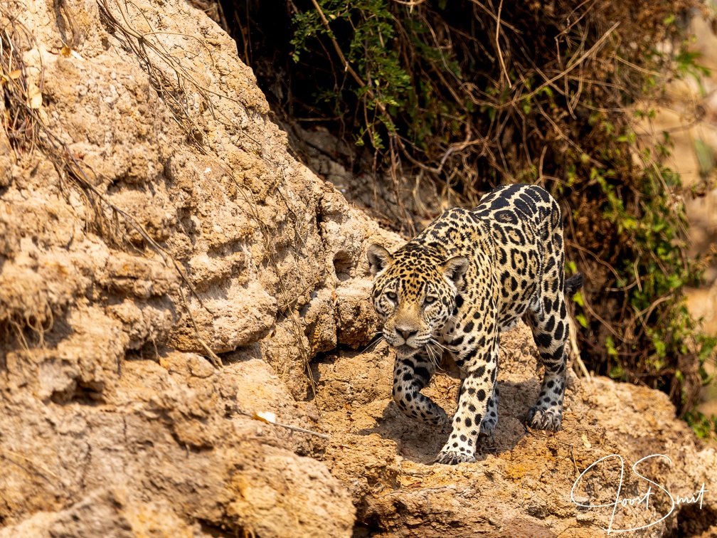 Jaguar hunting