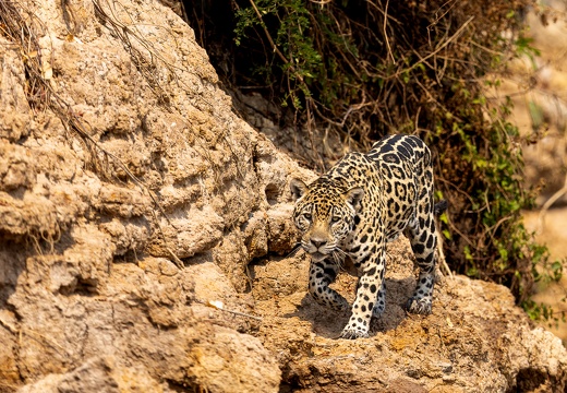 Jaguar hunting