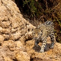 Jaguar hunting.jpg