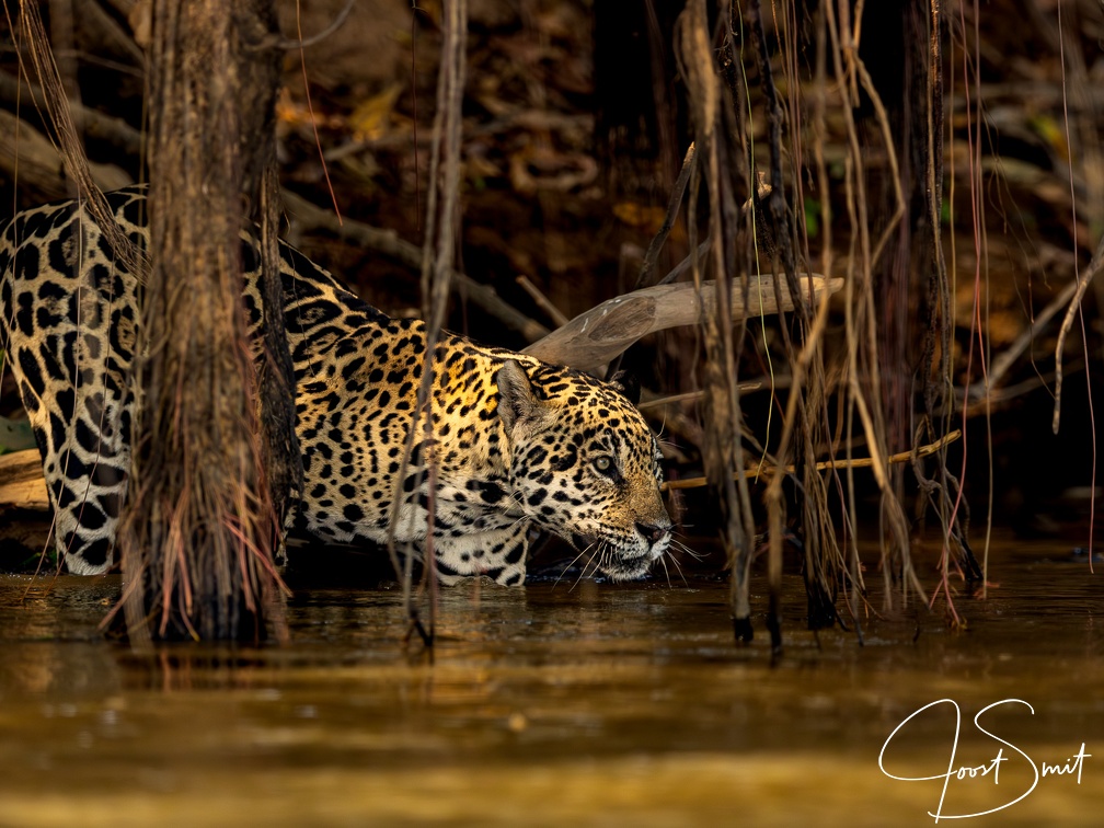 Jaguar in the mangroves