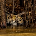 Jaguar in the mangroves