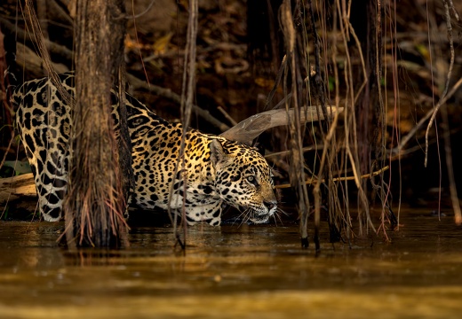 Jaguar in the mangroves