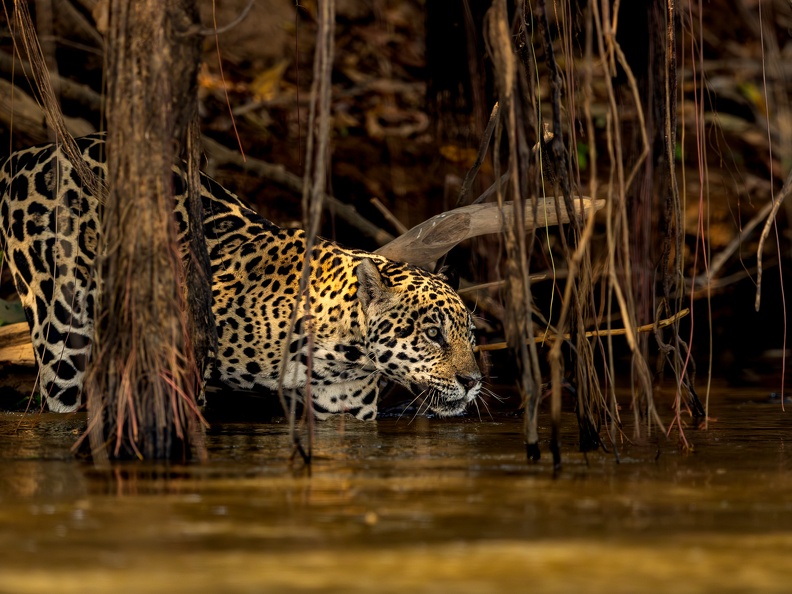 Jaguar in the mangroves